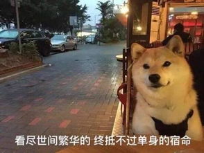 宠溺一笑最红柴犬表情包来袭