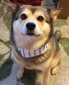 二哈与柴犬相遇,谁才是真正的戏精王表情帝

