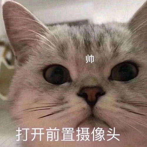 好玩的斗图聊天表情包