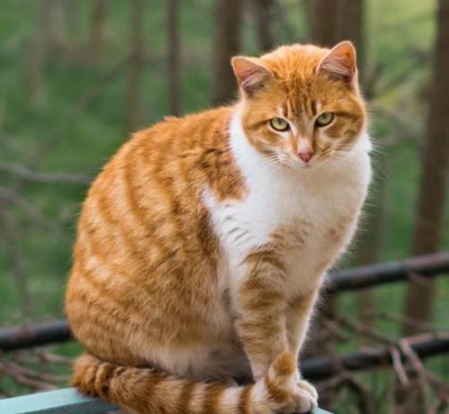 中华田园猫,你能想出来的有多少种我们口中的小土猫颜值很高的