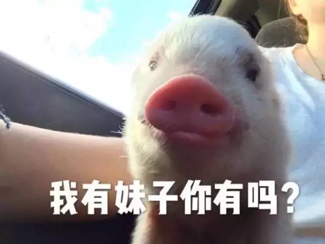 乖巧可爱小猪猪表情包,我一定会恋爱的