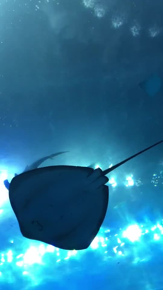 这只鱼是要笑死我