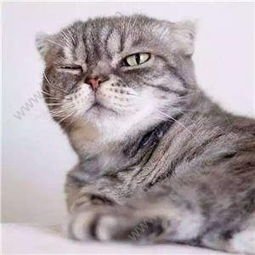 抖音猫咪图片下载抖音很火的猫咪图片表情包大全分享下载v1.0嗨客手机站