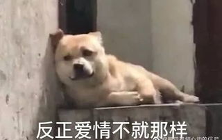 心动的信号第二季,又想骗我们谈恋爱