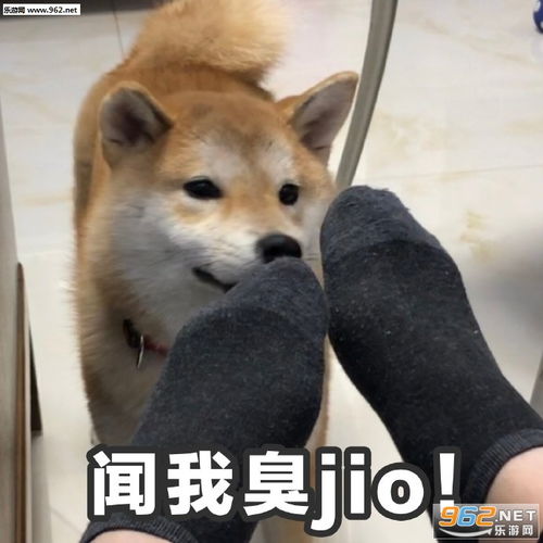 搞笑柴犬表情包合集魔性柴犬表情包下载乐游网游戏下载