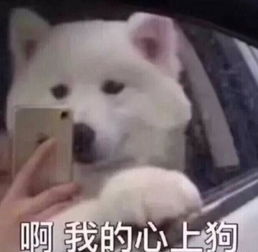 萨摩耶你的表哥是哈士奇吧,不然怎么能这么傻