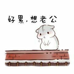 老婆图片表情包搞笑仓鼠