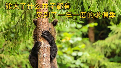熊大了什么林子都有,又到了一年一度的求偶季