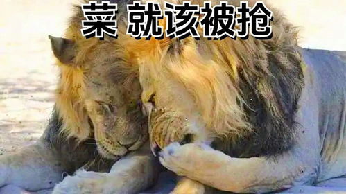 2021搞笑表情包野生动物