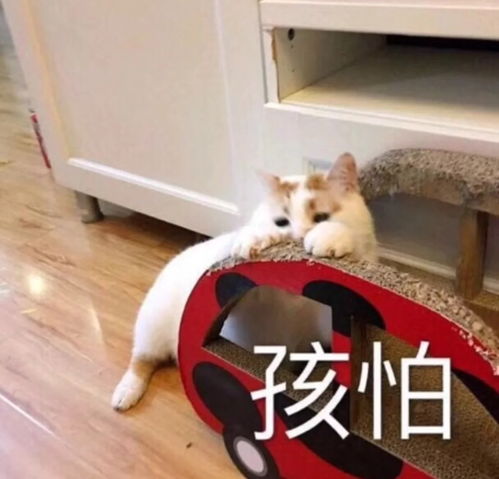 快乐肥宅问25岁男生想要皮带,送什么牌子好呢...
