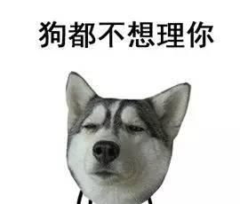 二哈搞笑表情大集合,确认过表情,血统都很纯正
