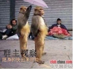 群主视察隐身的快出来迎接