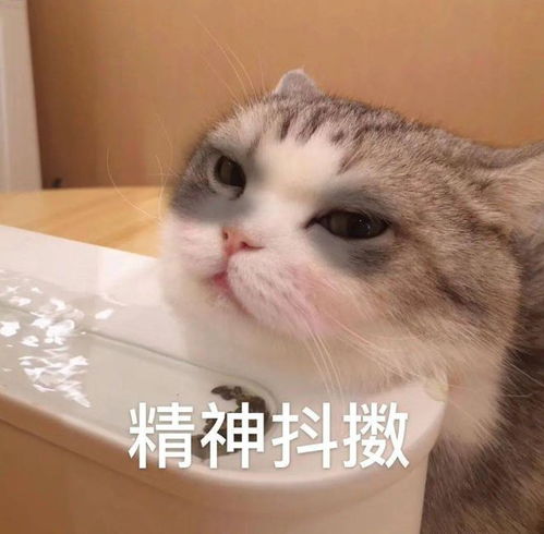 张雨绮的手机壳又招谁惹谁了