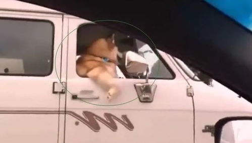 高速路上堵车,对面的哈士奇把狗头伸出窗外,二哈还一脸愁容