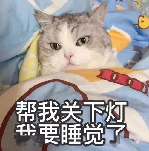 猫咪搞笑表情包睡觉