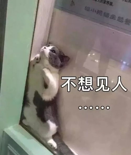 爆笑猫图表情包又来啦