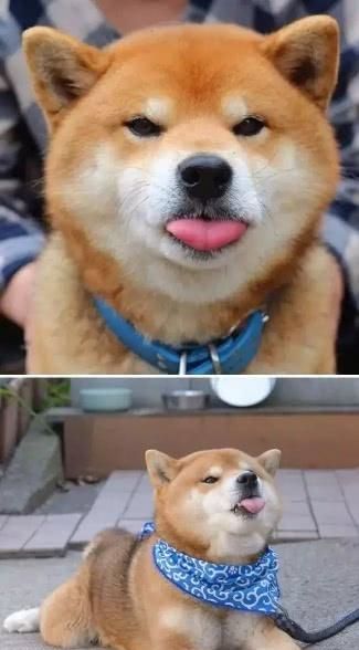 柴犬居然是基因最接近狼的狗这货的狼性是被狗吃了