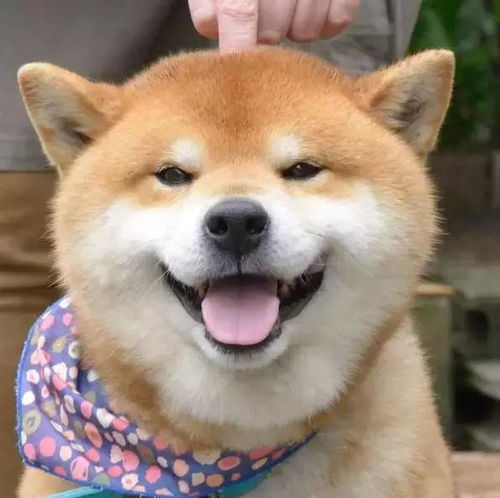 没看到这只柴犬之前,我以为哈士奇表情包是最多的