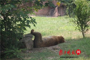 动物避暑大显神通神兽表情好销魂