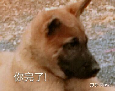 你保存过的可爱又搞笑的狗子表情包有哪些
