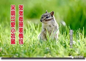 早安可爱表情包松鼠