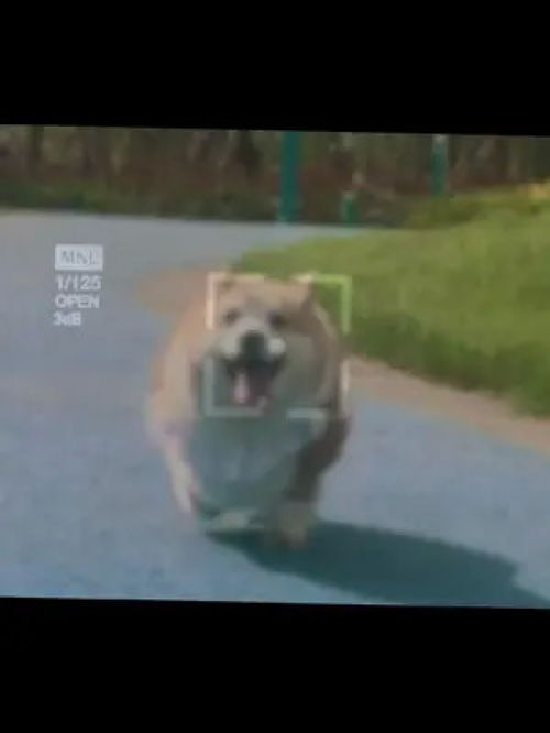 激萌动物家养宠物爆笑动物图片轮播小奶狗柯基动物卖萌柴犬