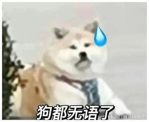 聊天必备表情包335可爱搞怪沙雕表情包