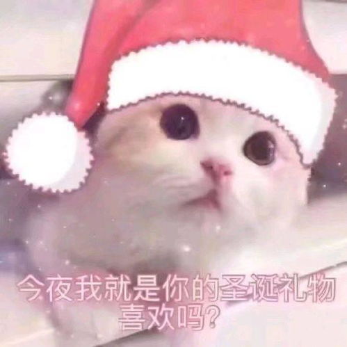 圣诞节表情包猫咪版今夜我就是你的圣诞礼物,喜欢吗