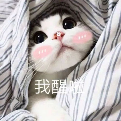 壁纸头像超可爱搞笑猫咪表情包