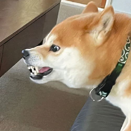 两只柴犬对峙,结果网友却笑喷了这是搞笑表情包斗图还是吵架