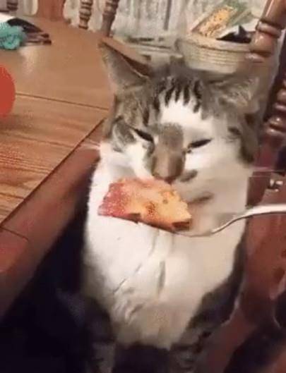 论把猫亲吐了是一种什么体验原来猫咪讨厌的味道是这些啊