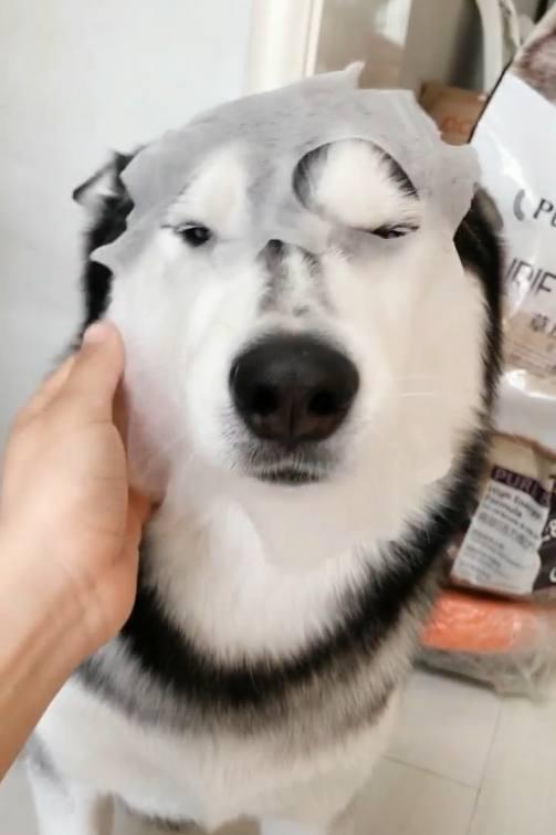 这主人太适合养哈士奇了,强制让二哈敷面膜,二哈的表情亮了