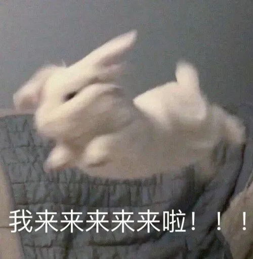 表情包2021.11.22