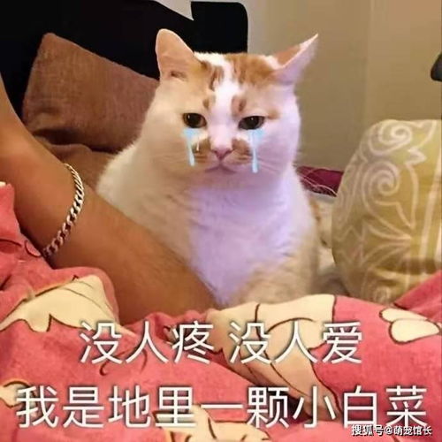 猫咪搞笑表情包第二弹