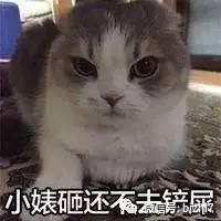 可爱猫咪表情包搞笑文字头像