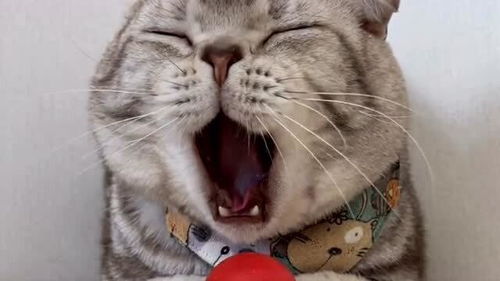 小猫咪的表情包,看完你就知道该发给谁了,你身边有没有这样的人