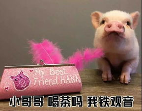 撩小哥哥表情包小哥哥网恋吗我萝莉音