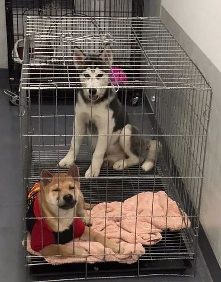 铲屎的,你为什么把这二傻子和我关在一起