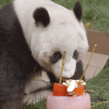 搞笑动图表情大熊猫