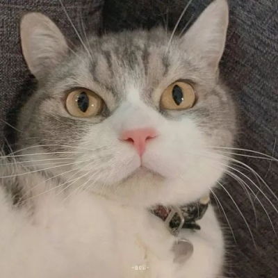 沙雕可爱猫咪头像