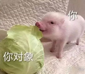 为什么好女孩都被渣男拱了
