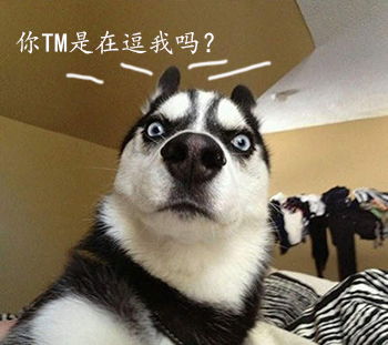 哈士奇表情大全装逼必备,拿走不谢