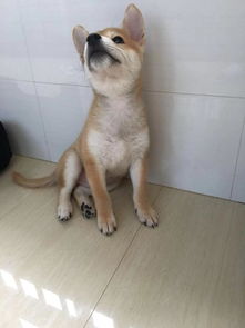 被柴犬的表情包圈粉,想入手一只小柴,养柴犬的费用高不高