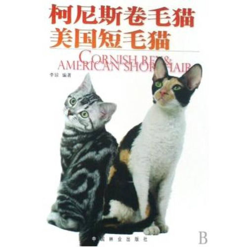 柯尼斯卷毛猫美国短毛猫