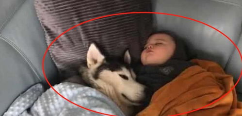 二哈喜欢粘着小主人,妈妈不让,狗子的表情笑喷了咋,你有意见