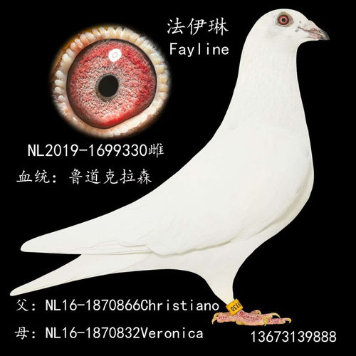 法伊琳鲁道克拉森小白十二