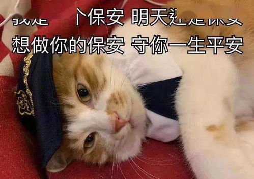猫猫表情包第20期丨我是一个保安,只吃小熊饼干