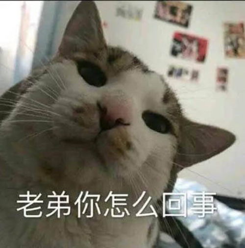 有那种憨憨的情侣头像吗