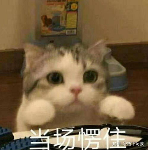 委屈到极致的文案