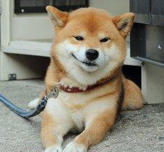 犬界表情帝只有柴犬敢跟二哈争高下了,柴犬作为宠物好喂养吗